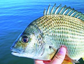As the water warms, bream become more active and aggressive and will be eager to grab lures and bait.